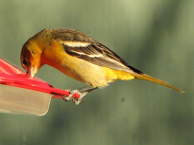 Baltimore Oriole